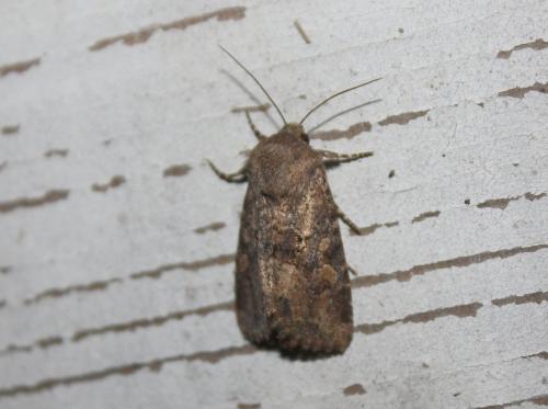 Luperina testacea
