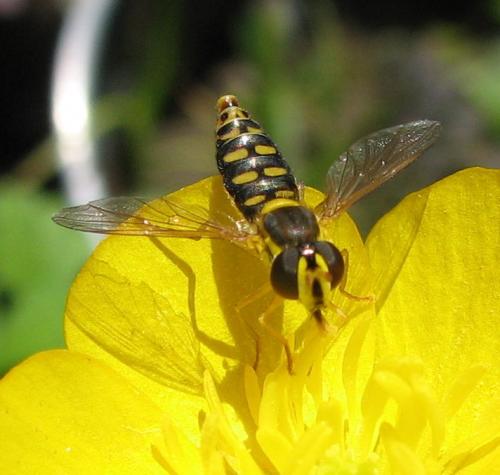Sphaerophoria interrupta