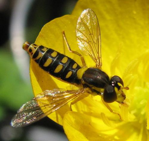 Sphaerophoria interrupta