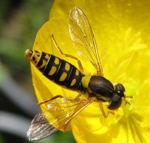 Sphaerophoria interrupta