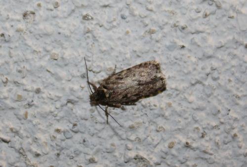 Depressaria sp.