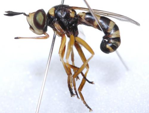 Réf. 80 333 : Conops silaceus