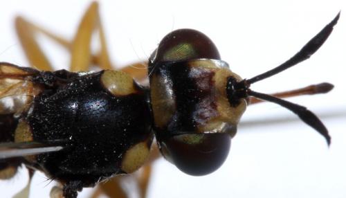 Conops silaceus
