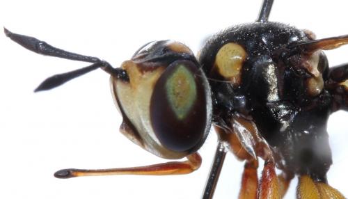 Réf. 80 335 : Conops silaceus