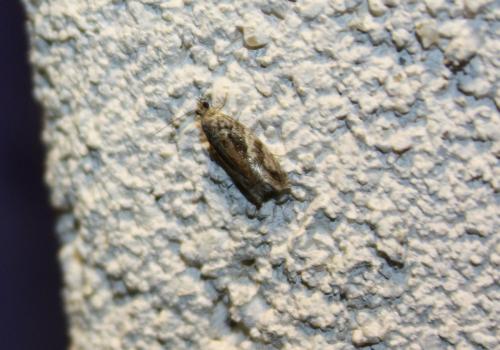 Réf. 80 807 : Epinotia signatana