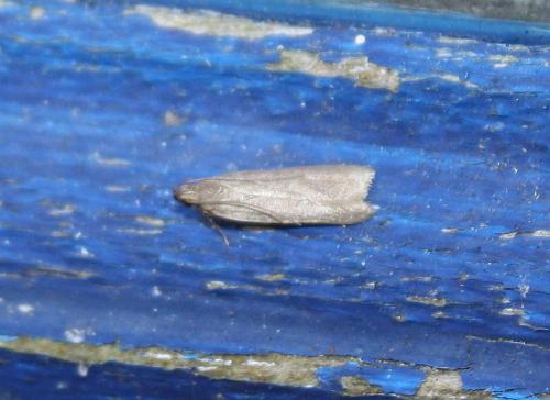 Réf. 80 987 : Acompsia cinerella