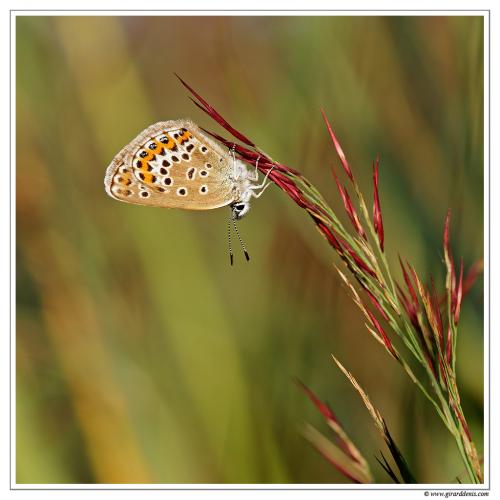 Plebejus argus
