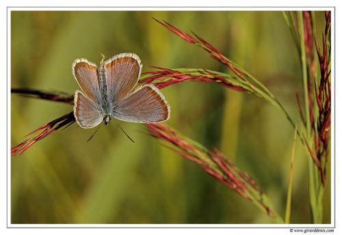 Plebejus argus