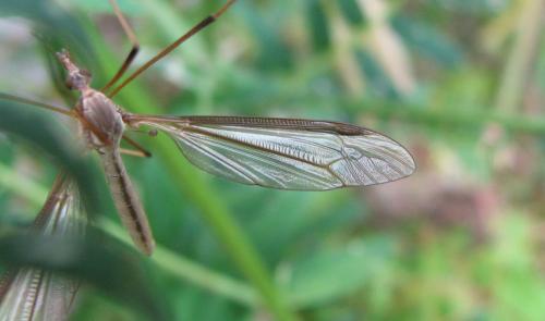 Tipula oleracea