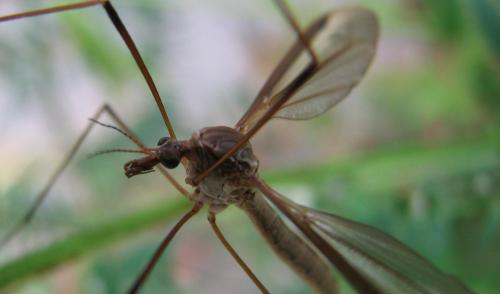 Tipula oleracea