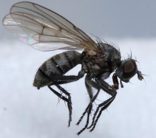 Schoenomyza litorella