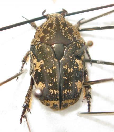 Protaetia fusca