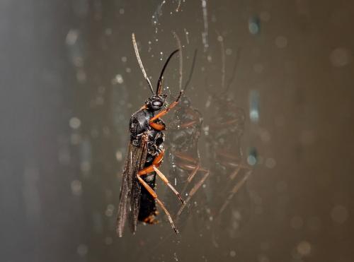 Réf. 80 280 : Formica pratensis