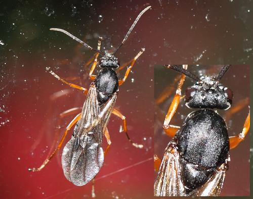 Réf. 80 281 : Formica pratensis