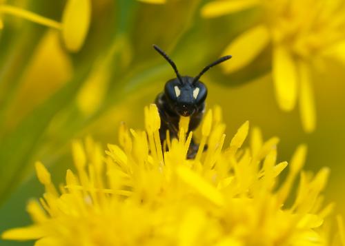 Hylaeus sp.