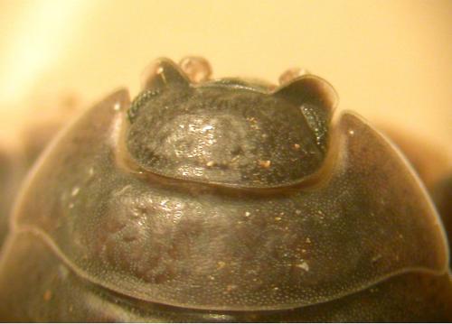 Porcellio spinipennis