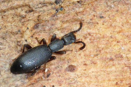 Réf. 80 820 : Stenosis sp.