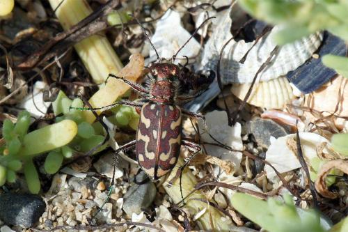Réf. 80 748 : Lophyra flexuosa