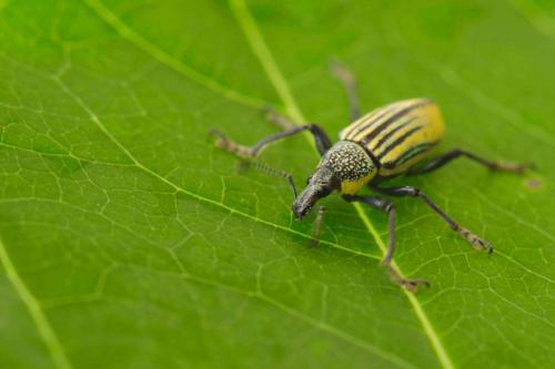 Diaprepes abbreviatus