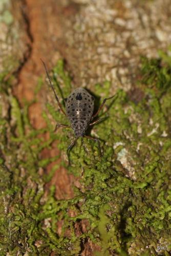 Tuberolachnus salignus