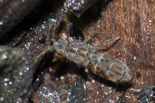 Isotomurus maculatus