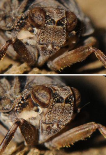 Issus coleoptratus