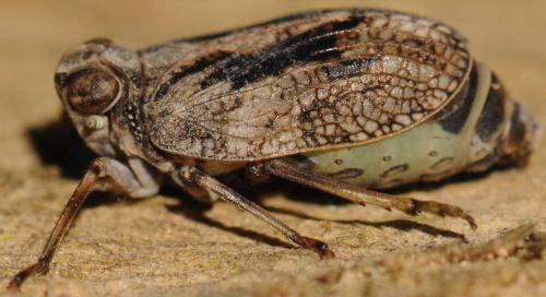 Issus coleoptratus