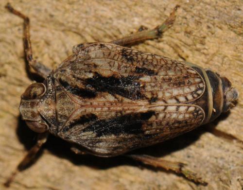Issus coleoptratus