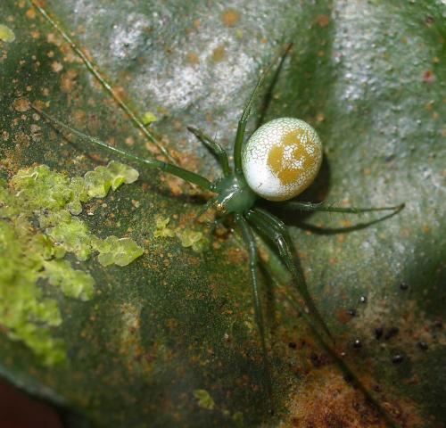 Prasonicella sp.