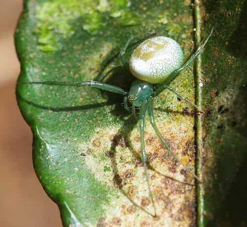 Réf. 80 789 : Prasonicella sp.