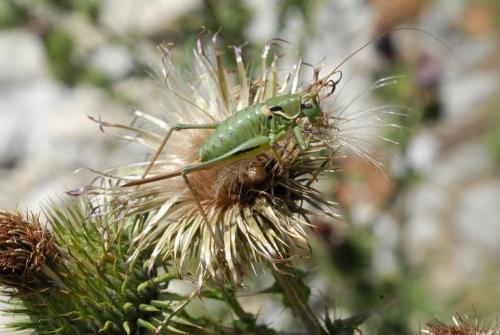 Antaxius sp.