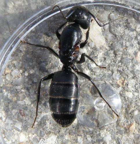 Réf. 80 092 : Camponotus vagus