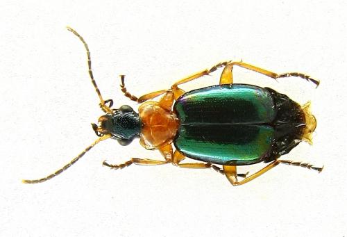 Réf. 80 073 : Lebia chlorocephala