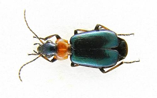 Lebia cyanocephala