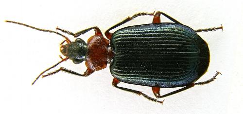 Réf. 80 070 : Lebia pubipennis