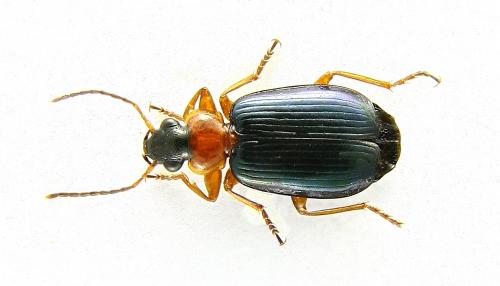 Réf. 80 071 : Lebia rufipes