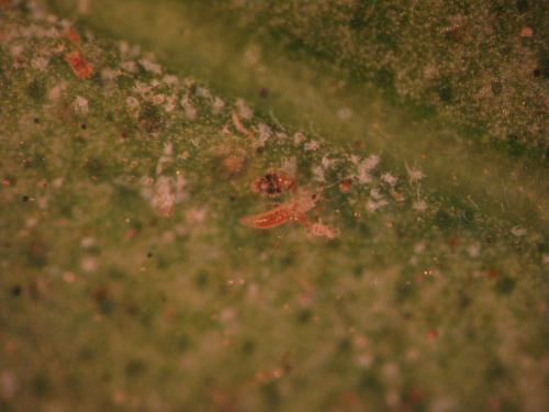 Scolothrips sp.