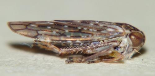 Réf. 80 352 : Idiocerus herrichii