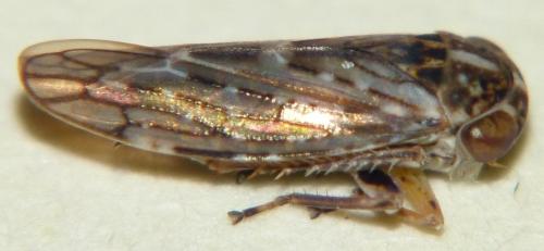 Réf. 80 353 : Idiocerus herrichii