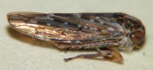 Réf. 80 354 : Idiocerus herrichii