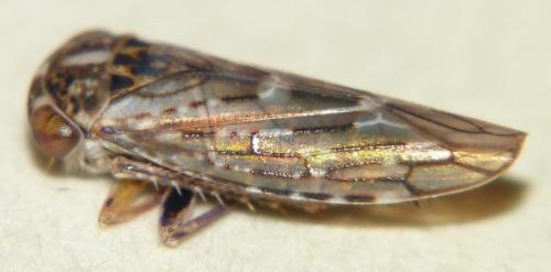 Réf. 80 355 : Idiocerus herrichii