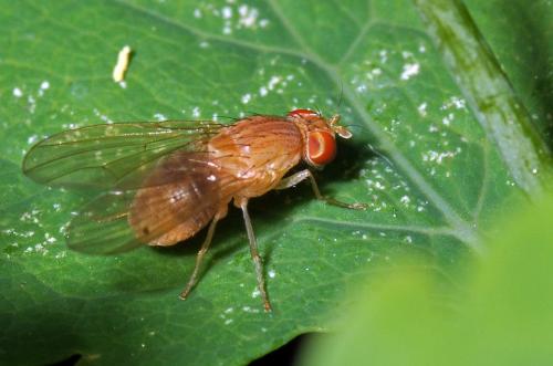 Réf. 80 358 : Sapromyzosoma sp.