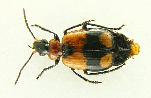 Réf. 80 077 : Lebia cruxminor
