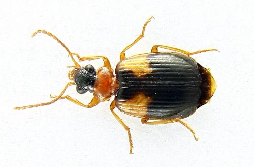 Lebia scapularis