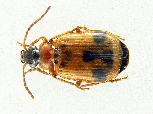 Réf. 80 078 : Lebia trimaculata