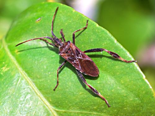 Leptoglossus occidentalis
