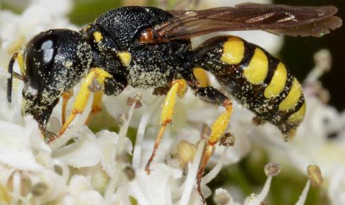 Réf. 80 032 : Lestica clypeata