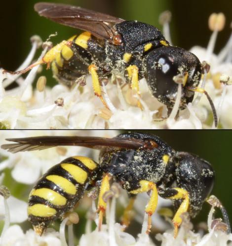 Lestica clypeata