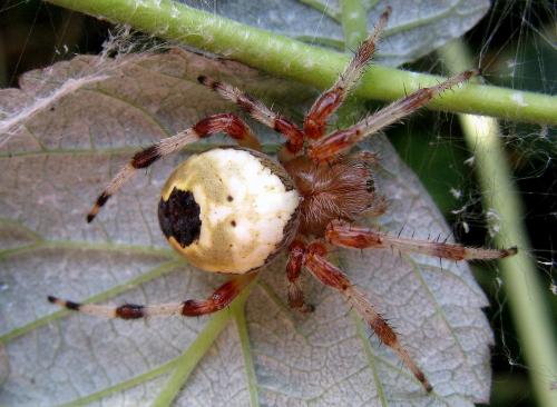 Réf. 80 898 : Araneus marmoreus