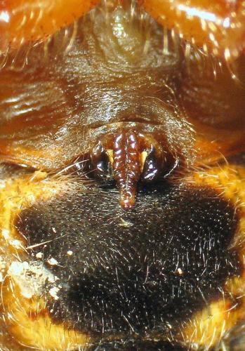 Araneus marmoreus